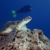 turtle_sea_green_ms_si_h_0576_egy5196.jpg